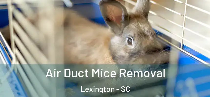 Air Duct Mice Removal Lexington - SC